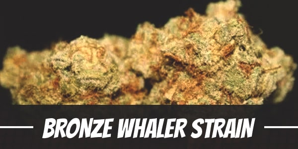 Bronze Whaler Strain