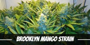 Brooklyn Mango Strain
