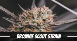 Brownie Scout Strain