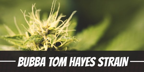 Bubba Tom Hayes Strain