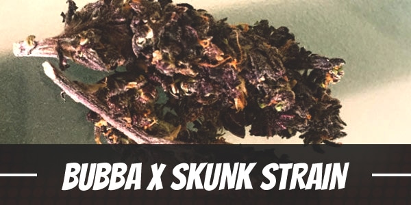 Bubba X Skunk Strain