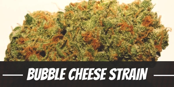 Bubble Cheese Strain