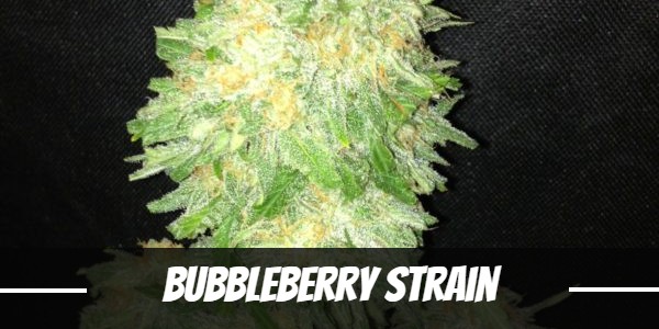 Bubbleberry Strain