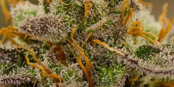 Bubblegum Strain