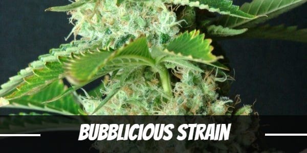 Bubblicious Strain