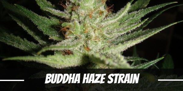 Buddha Haze Strain