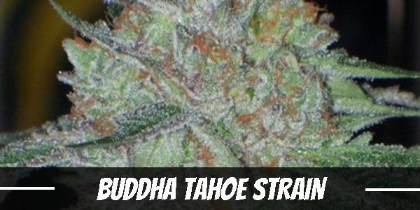 Buddha Tahoe Strain