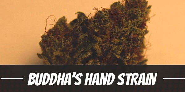 Buddha’s Hand Strain