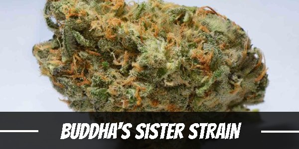 Buddha's sister marijuana strain