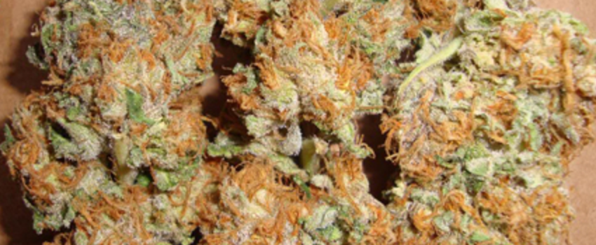 Burmese_Kush_Medical