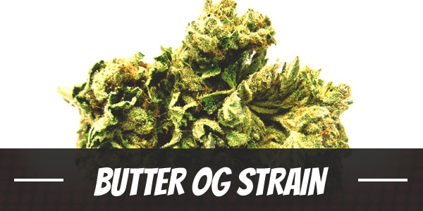 Butter OG Strain