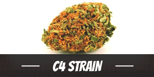 C4 Strain