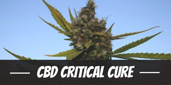 CBD Critical Cure