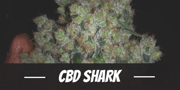 CBD Shark