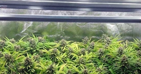 CFL grow lights