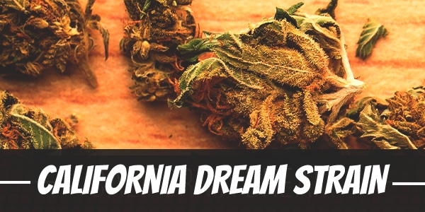 California Dream Strain