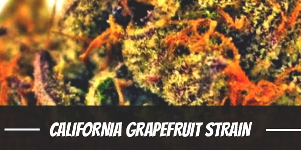 California Grapefruit marijuana strain