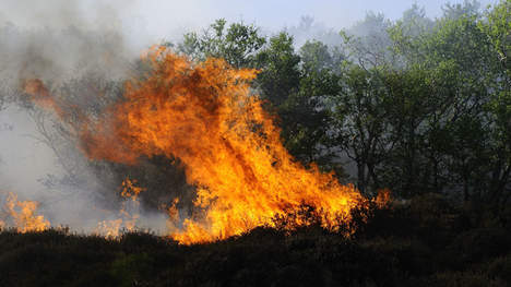 Can Burning cannabis Fields Get You High