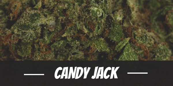 Candy Jack