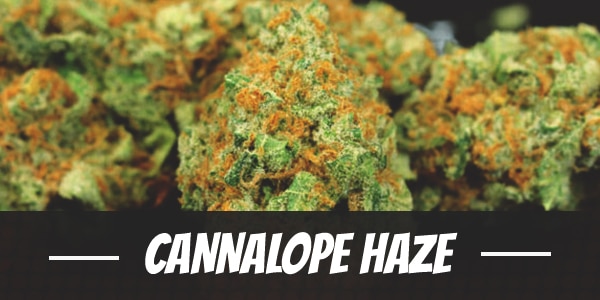 Cannalope Haze