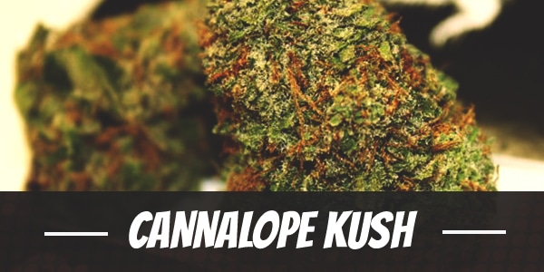 Cannalope Kush