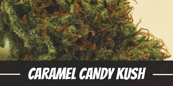 Caramel Candy Kush