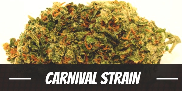 Carnival Strain