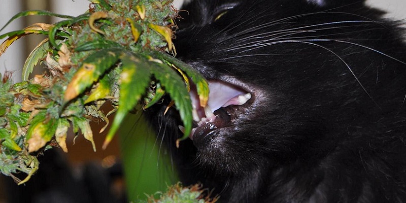 Cats and dogs on cannabis plants