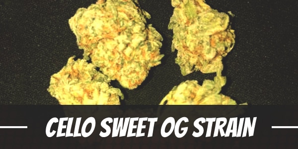 Cello Sweet OG Strain