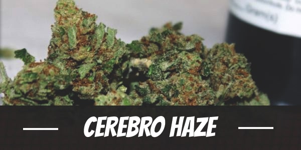 Cerebro Haze