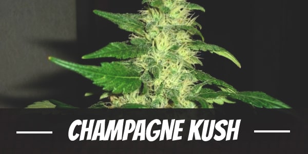 Champagne Kush