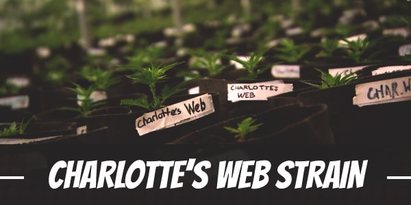 Charlotte’s Web Strain