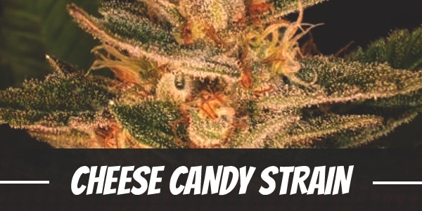 Cheese Candy weed Strain