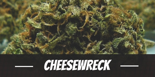 CheeseWreck