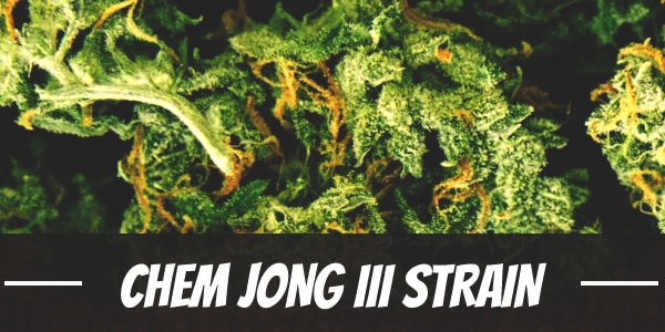 Chem Jong III weed Strain review