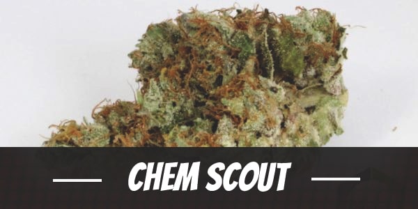 Chem Scout