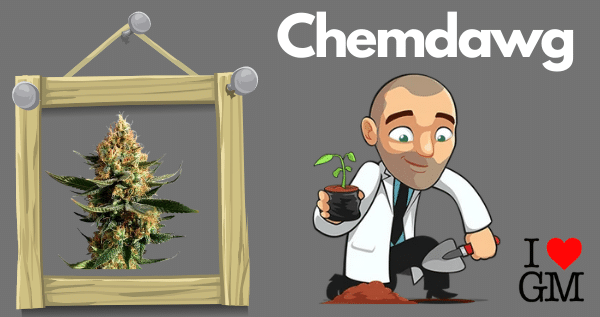 Growing Chemdawg Marijuana Seeds