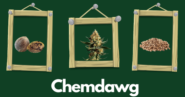 Chemdawg Marijuana Strain