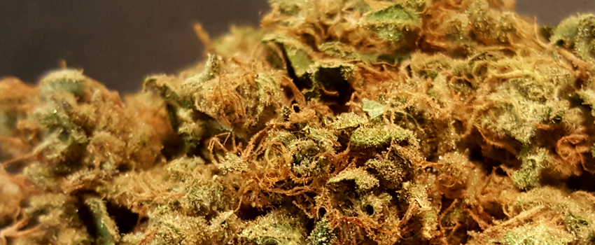 Chemdawg #4 marijuana strain reactions 