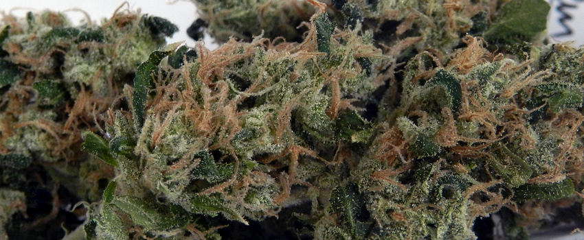 Chemdawg #4 cannabis strain effects