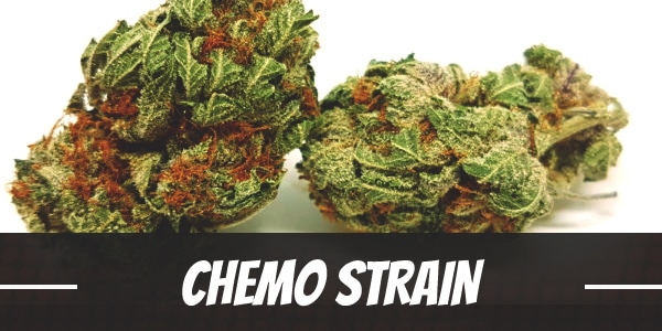 Chemo Strain