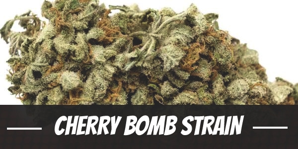 Cherry Bomb Strain