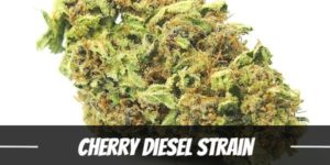 Cherry Diesel Strain