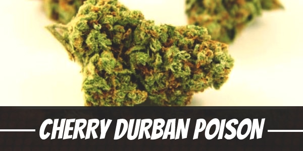 Cherry Durban Poison