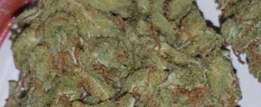 Cherry Durban Poison Adverse Reaction