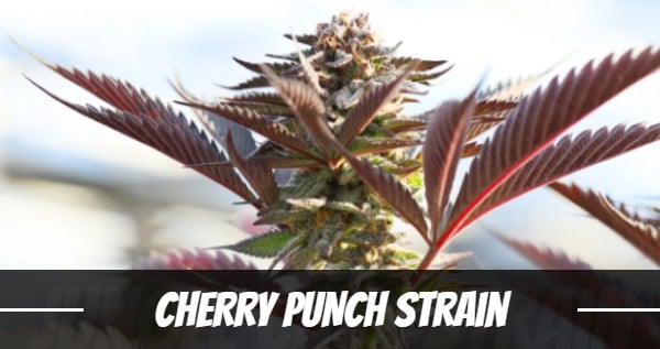 Cherry Punch Strain