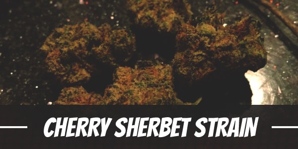 Cherry Sherbet Strain