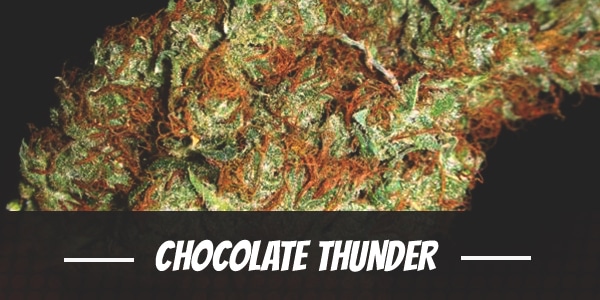 Chocolate Thunder weed strain review