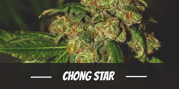 Chong Star weed strain review