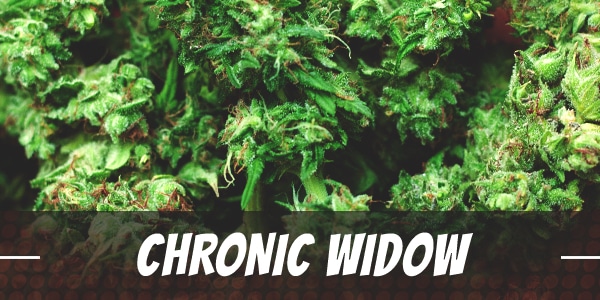 Chronic Widow Strain